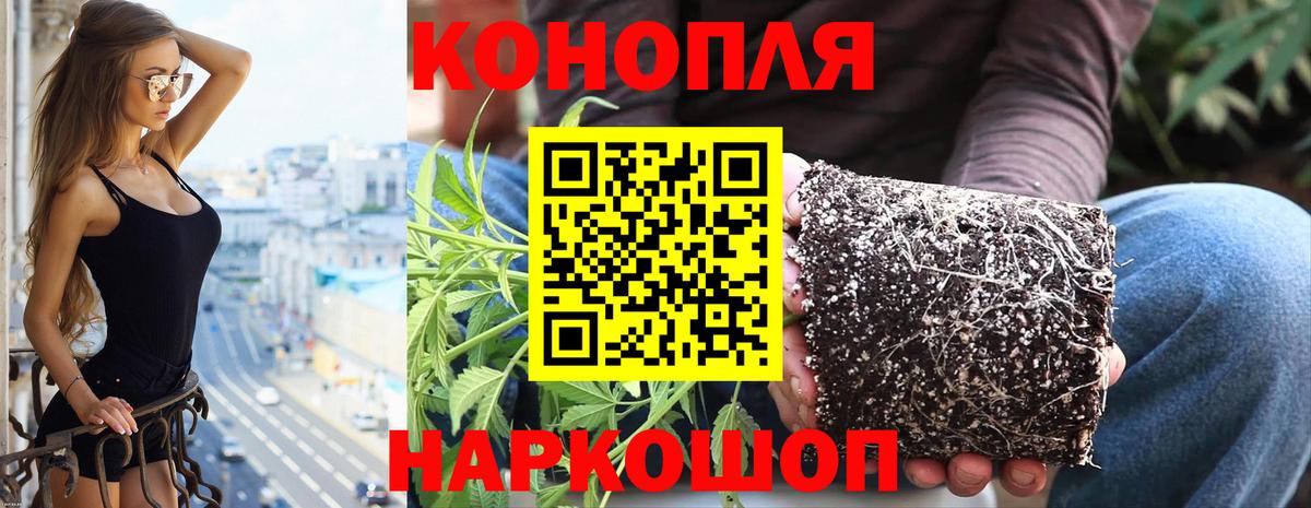 Каннабис планчик Мытищи